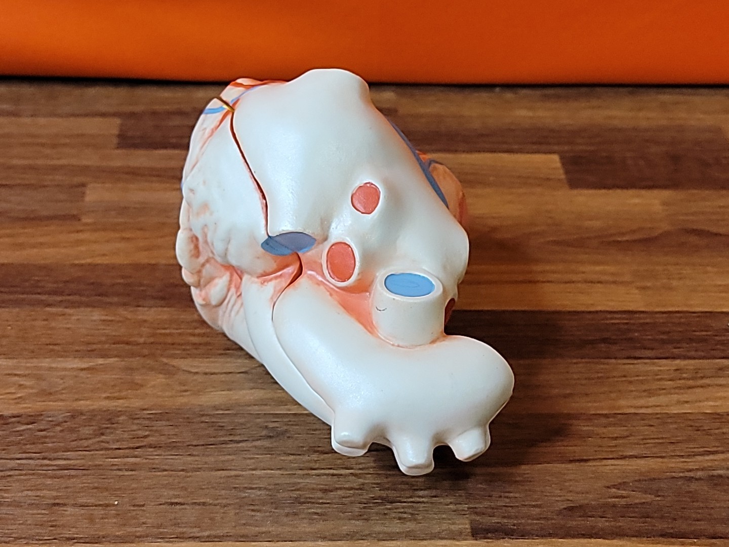Vintage Human Anatomical Heart 2 Piece Display Model