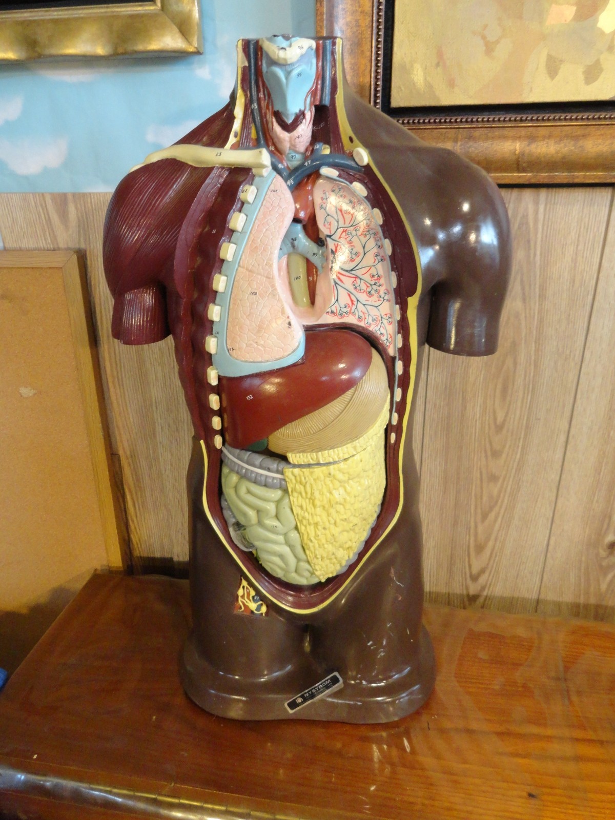 Nystrom Biological Human Anatomy Model Torso Detachable Organs 1964 VTG