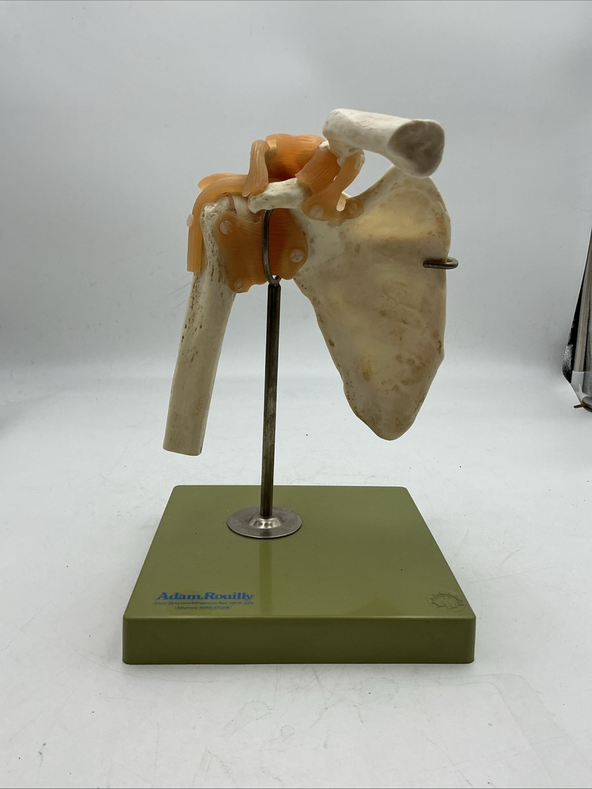 Somso NS53 Functional Shoulder Joint with Ligaments Anatomical Model NS 53