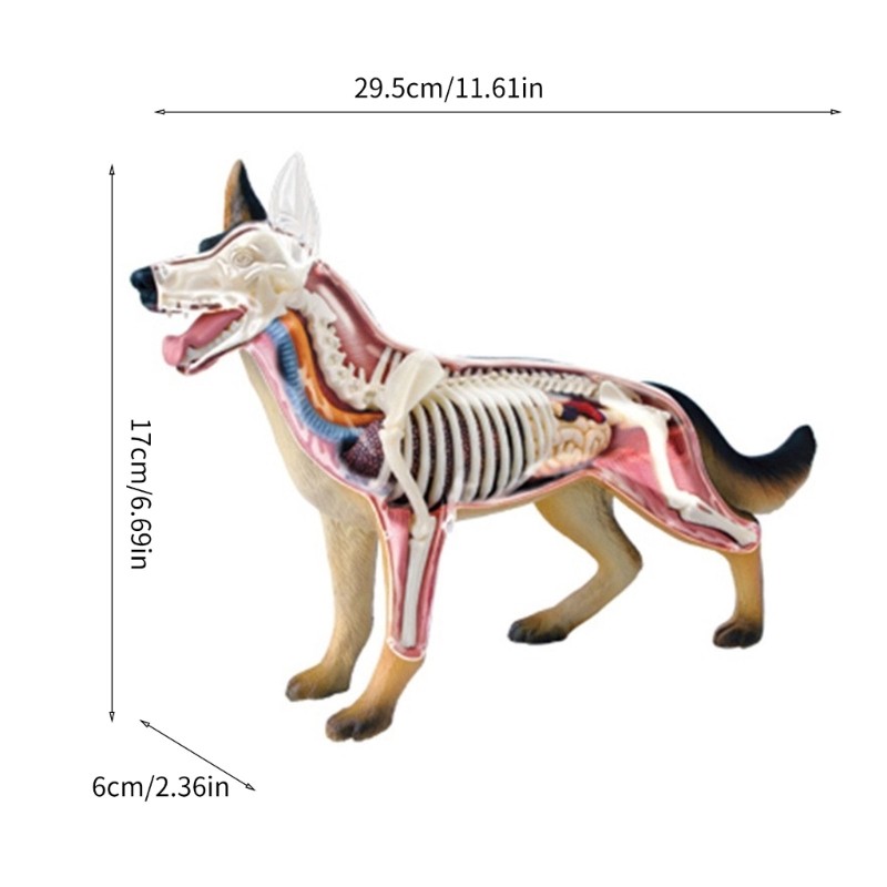 Realistic Dog Organ Anatomy Model Educational Model with Detachable Parts