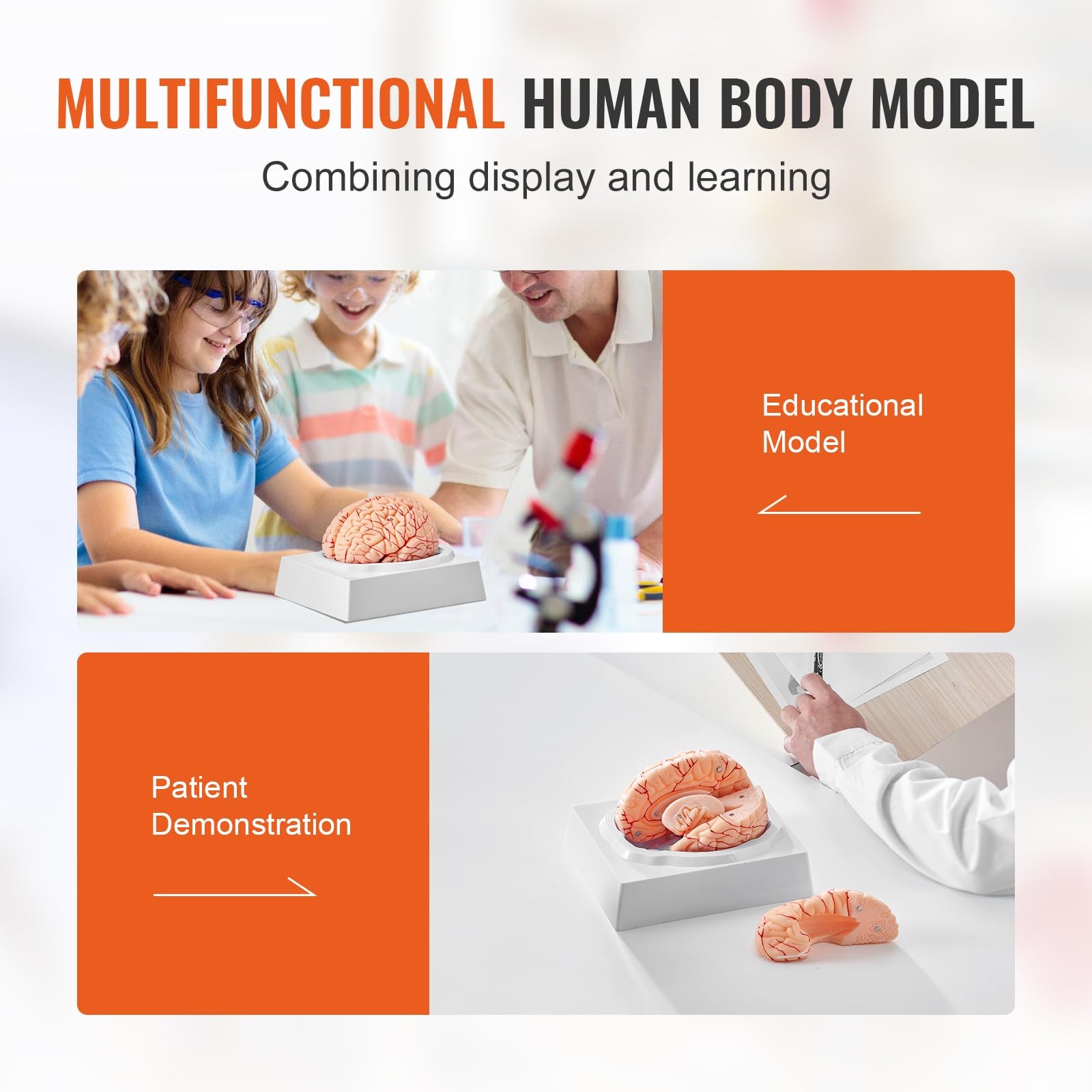 Vevor Human Brain Anatomy Model – 9-Part Life Size Brain Color-Coded Artery For
