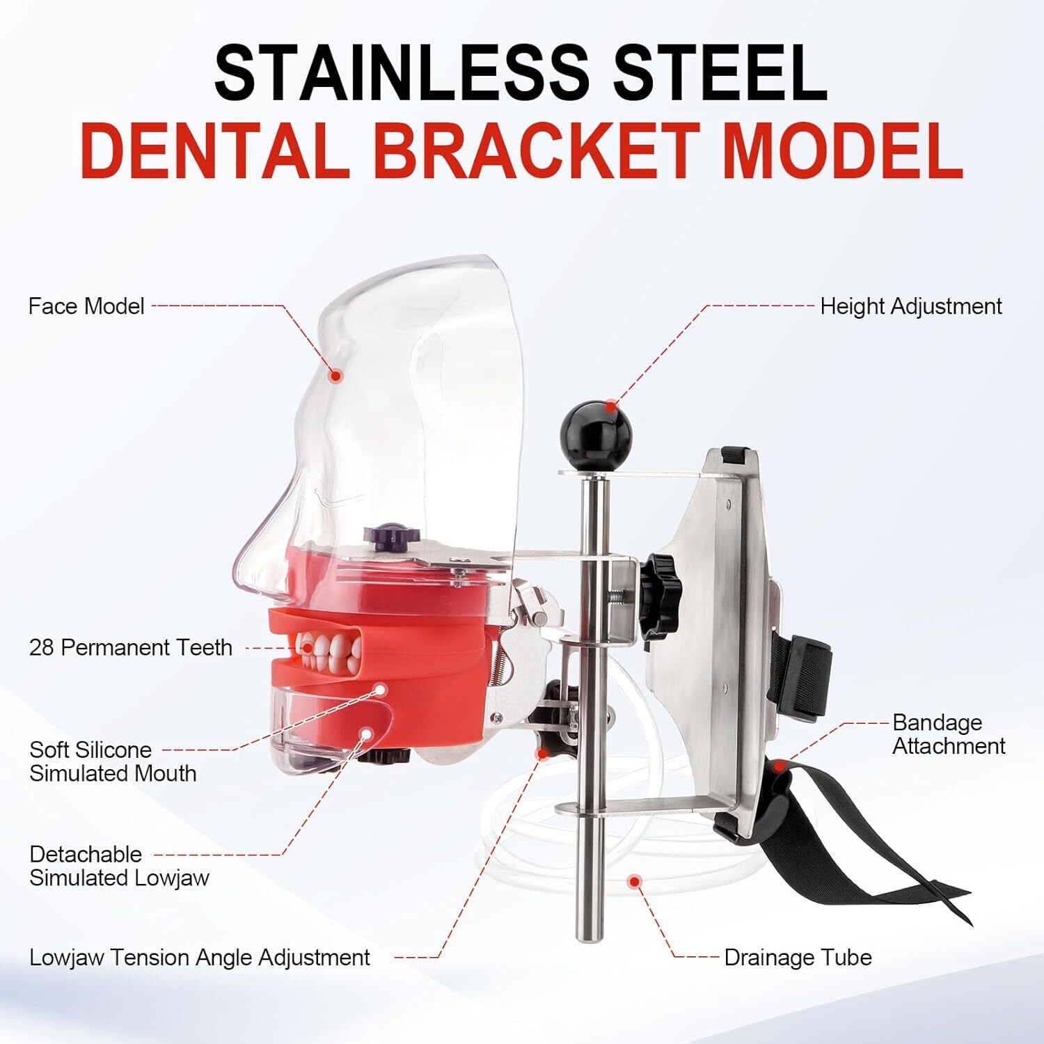 Dental Simulator Mannequin Head Teeth Model Typodont Model &Teeth Mount Pole USA