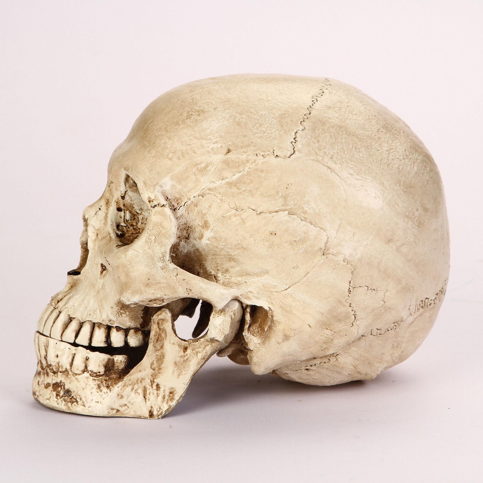 Lifesize Realistic Human Skull Replica Resin Model Anatomical Halloween Decor