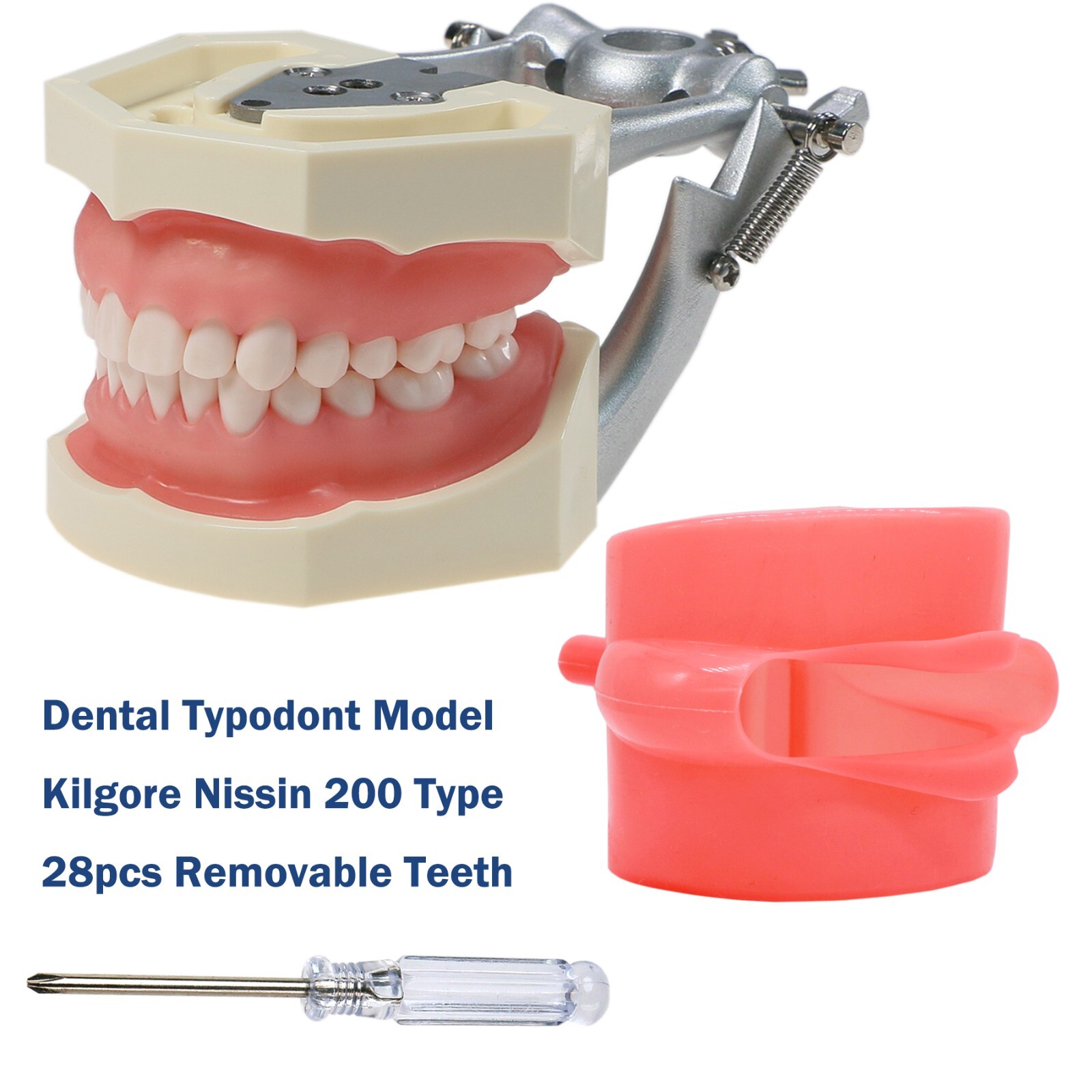 US Dental Typodont Study Detachable Model With Simulated Cheek And Mounting Pole