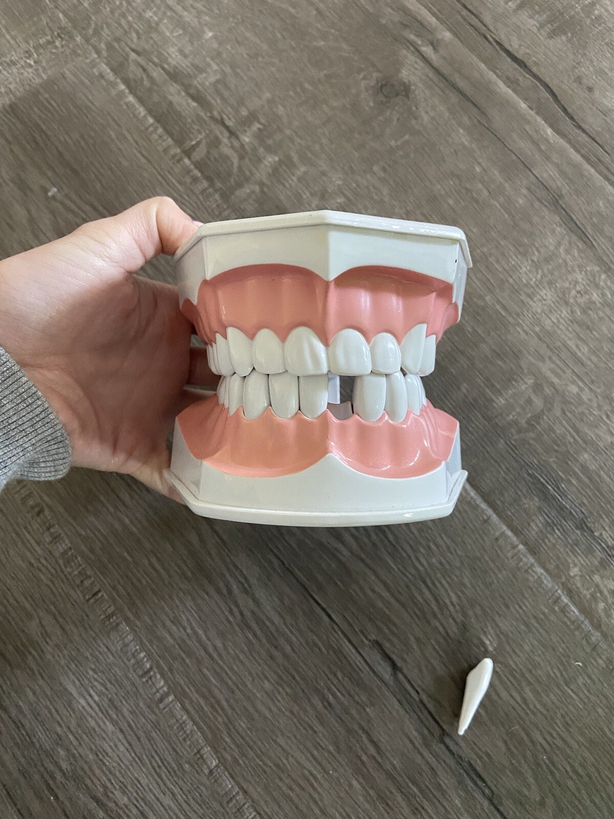 Colgate Large Teeth Typodont – Educational Model
