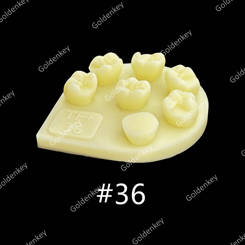 8pcs Dental Tooth Shape Practice Model Molar Resin Composites Filling US STOCK