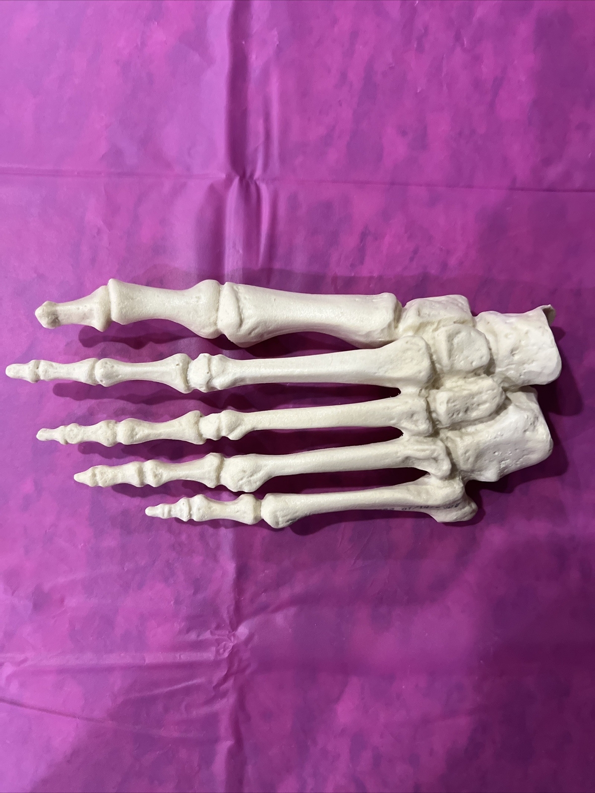 Business & Industrial / healthcare, Lab & Dental Supplies Anatomical Models