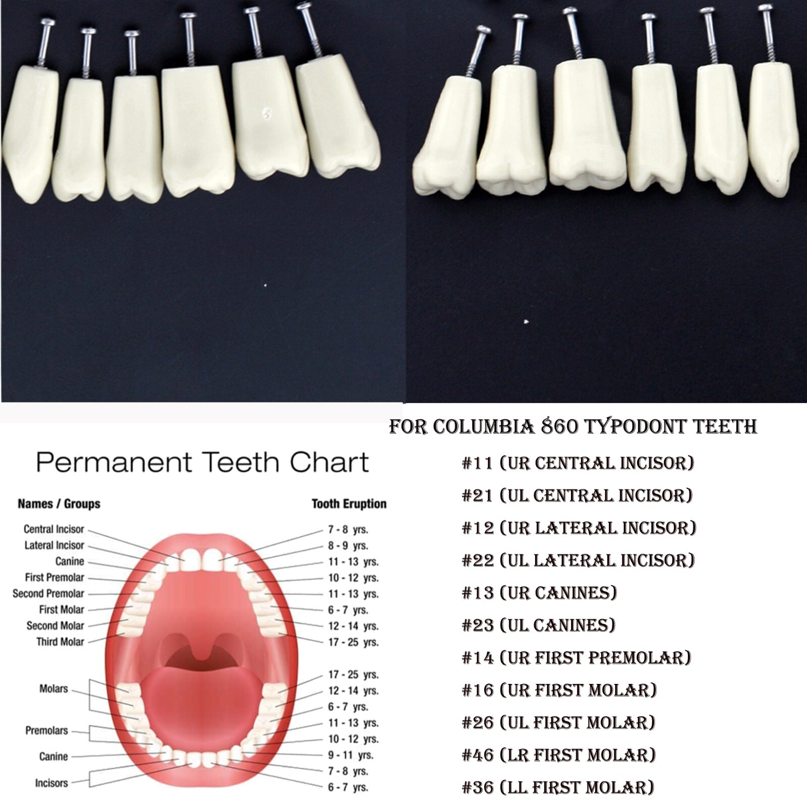 Dental Typodont Teeth Model Columbia 860 Dentoform Removeable UR UL LL LR Teeth