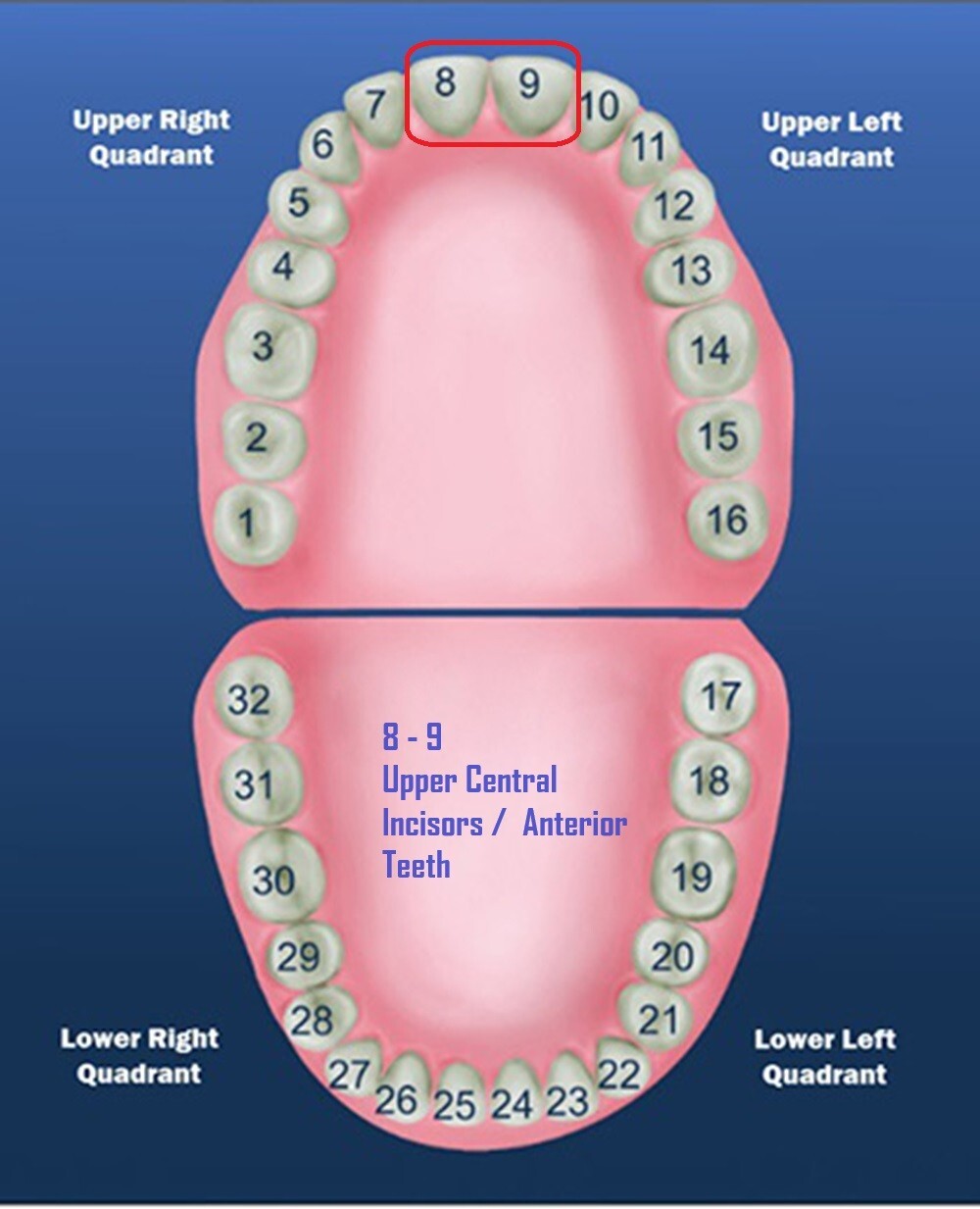 DENTAL POLYCARBONATE TEMPORARY CROWNS #12 (URC) UPPER RIGHT CENTRAL 5/PACK