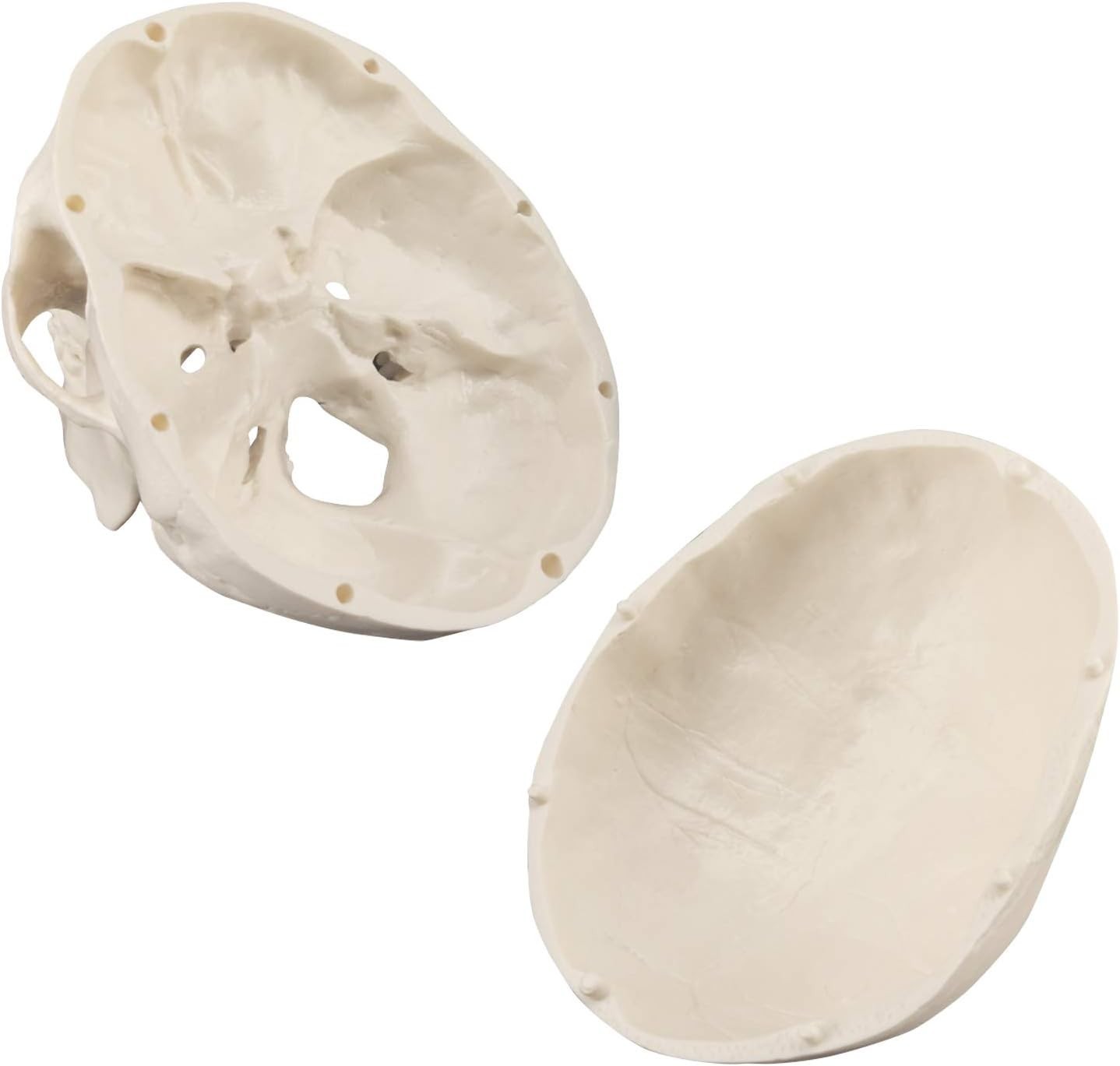 Small Size Realistic Skull Model with Articulated Mandible for Education & Art