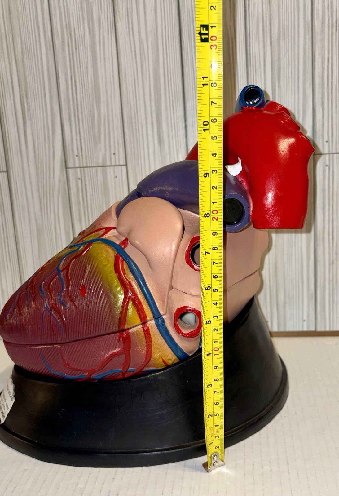 Dissectible Human Anatomical Jumbo Heart Model 7 Piece + Base Teaching Model