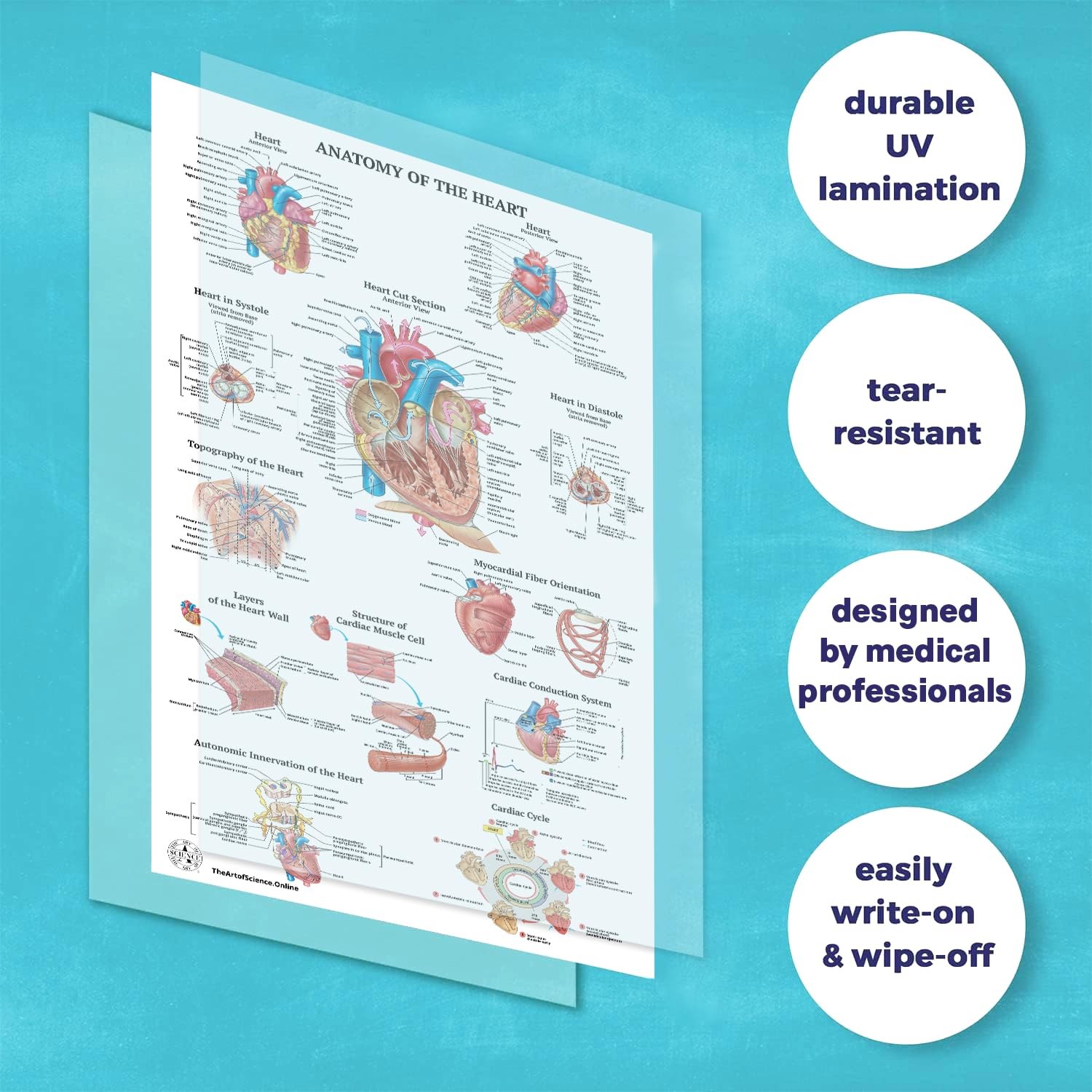 17 Human Anatomy Posters for Classroom & Office – 18×30 Medical Charts