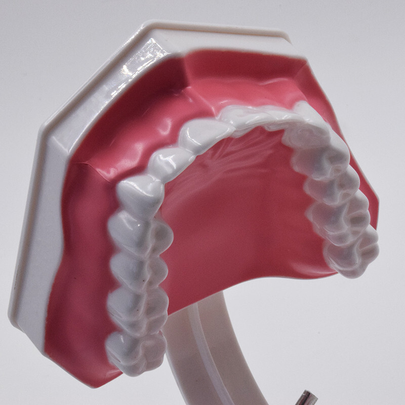 10Pcs Dental High Quality Study Teeth Model Colgate 2Times Large With Removable