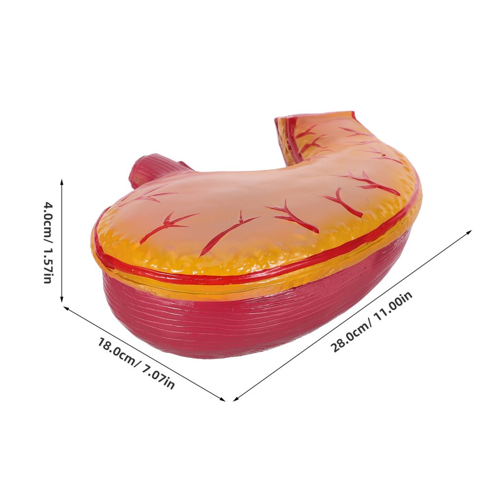 Stomach Anatomical Model: Stomach Study Model – Organ Anatomy Equipment –