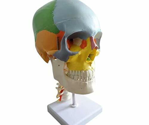 Colored Human Skull Model Anatomical Model with Cervical Vertebrae Nerve Artery