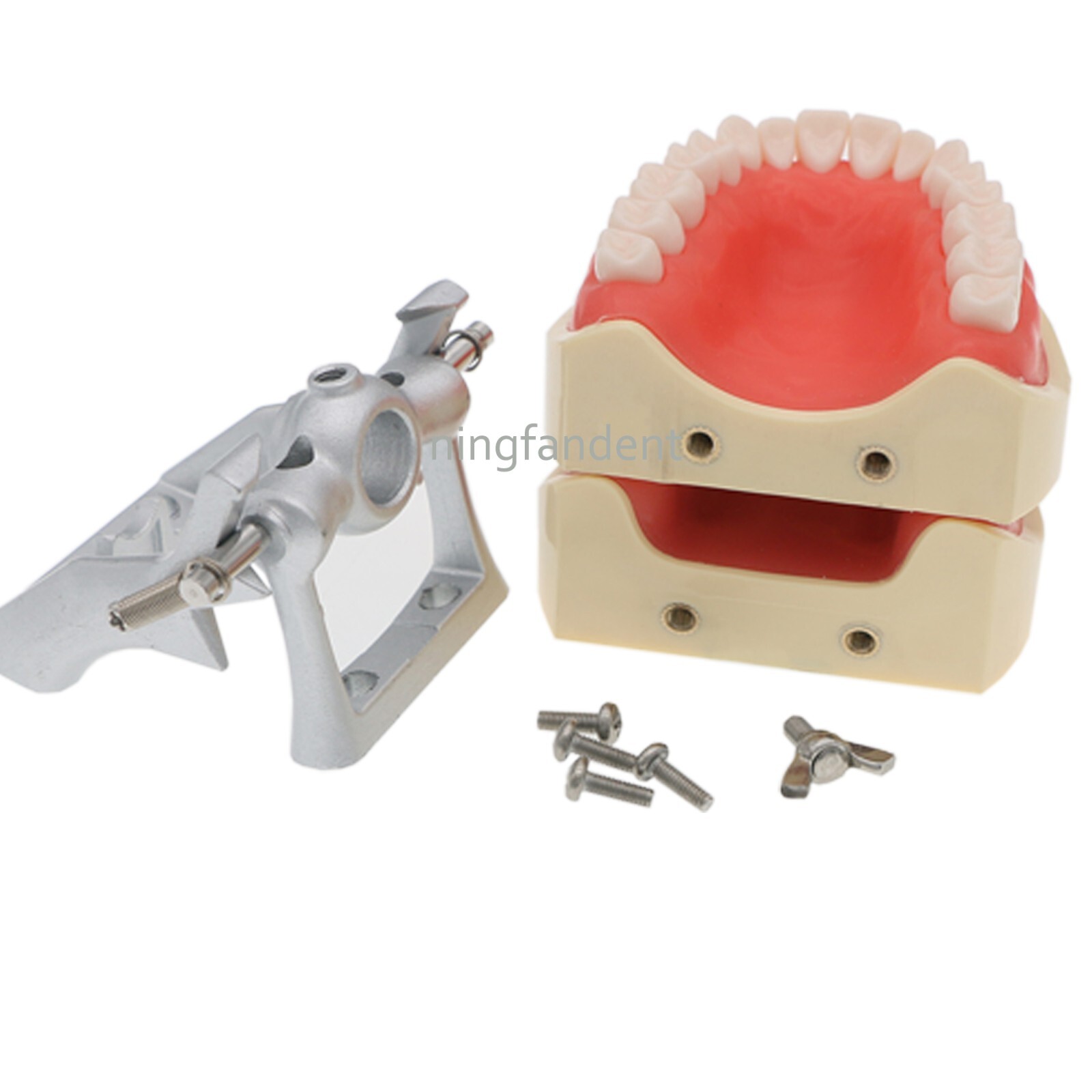 US Dental Typodont Model With Mounting Pole Fit Kilgore Nissin 200 Columbia Type