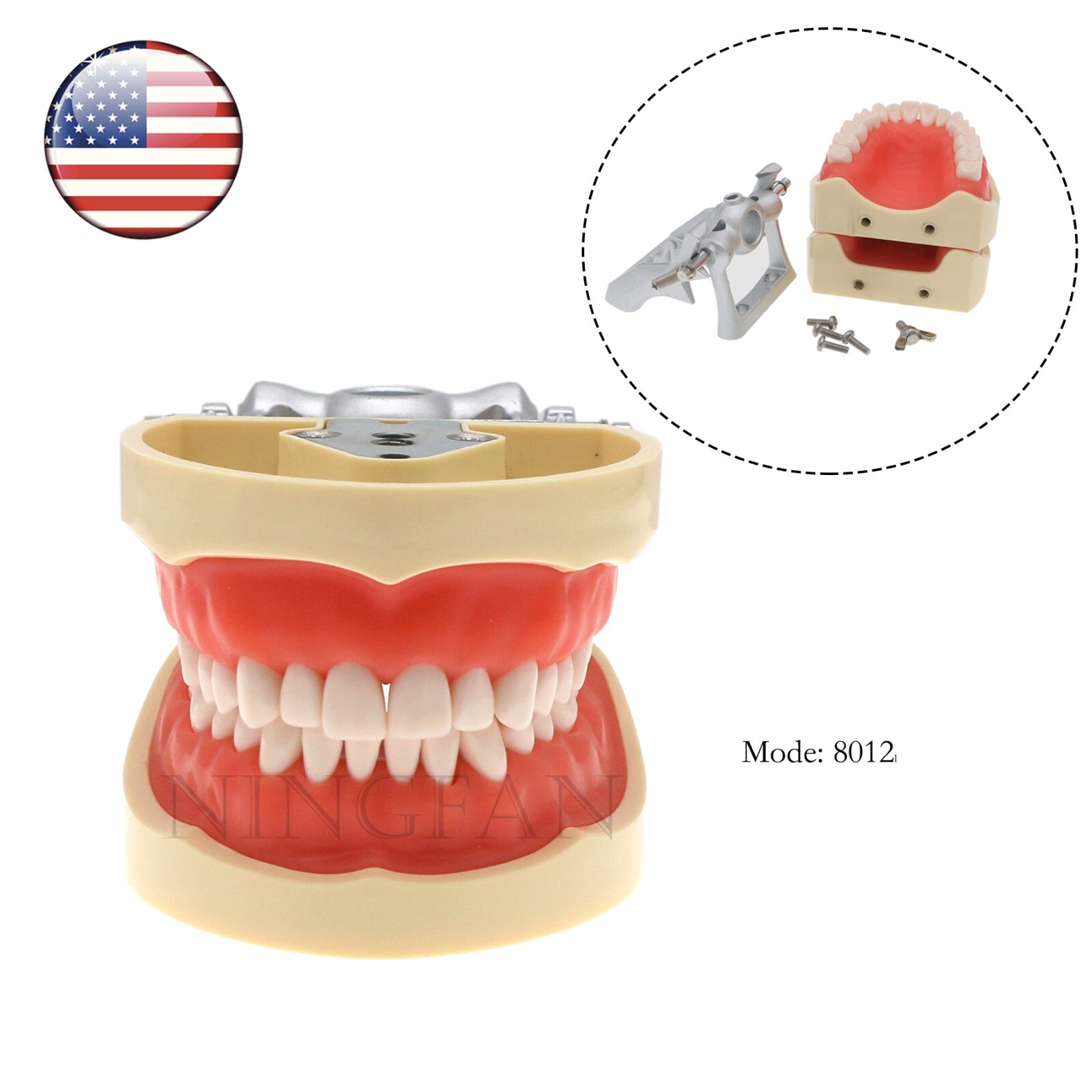US Dental Typodont Model With Mounting Pole Fit Kilgore Nissin 200 Columbia Type