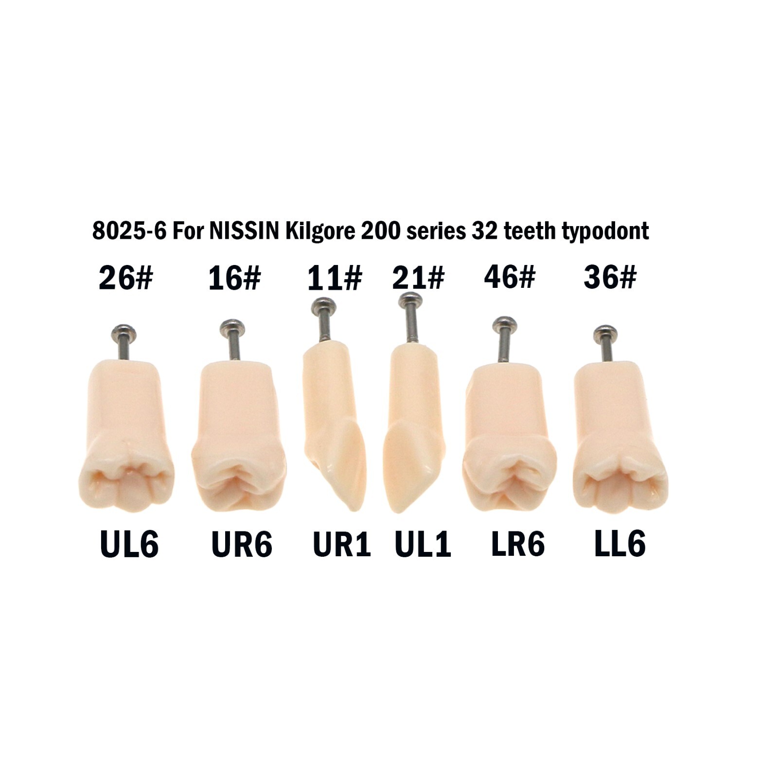 Dental Replacement Screw-in Teeth Typodont Model fit Kilgore NISSIN 200/500 Type