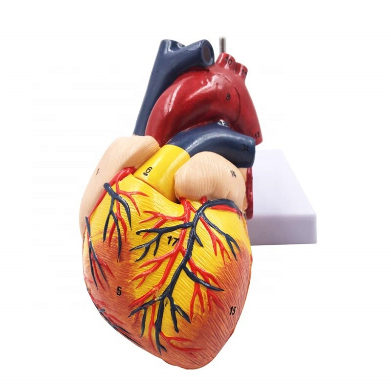 Disassembled Anatomical Human Heart Model Anatomy Medical Teaching Tool US STOCK