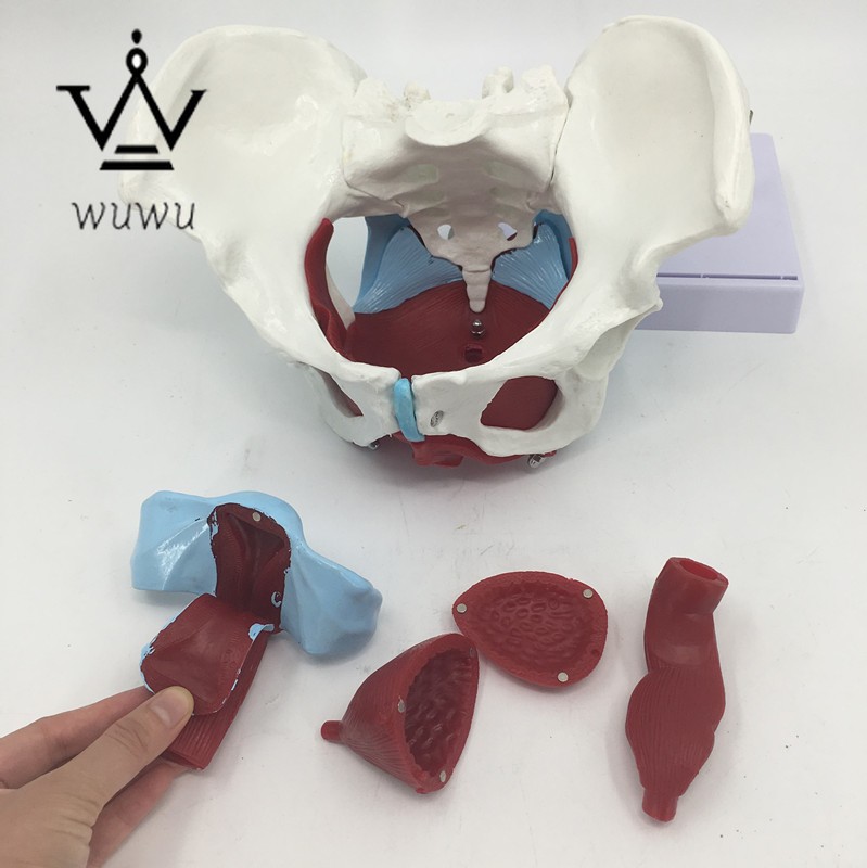 Female Pelvic Uterus Muscle Organ Anatomy Model