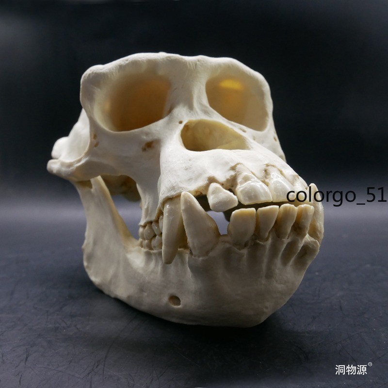 Chimpanzee Skull Teaching Model 1:1 Animals Figure Statue Collection 20CM Resin