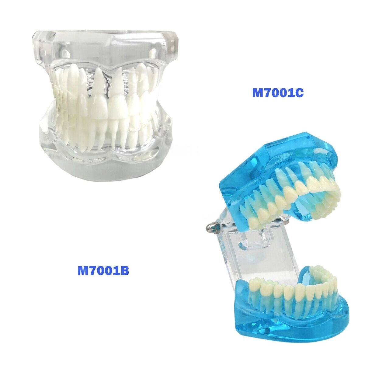 Teeth Model Dental Typodont Ortho Implant Pathological Perio Practice Demo Model
