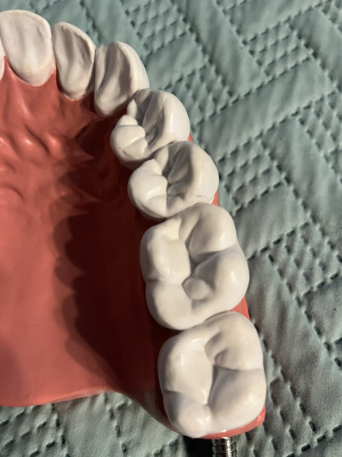 Giant teeth model for hygenist teaching how to brush.
