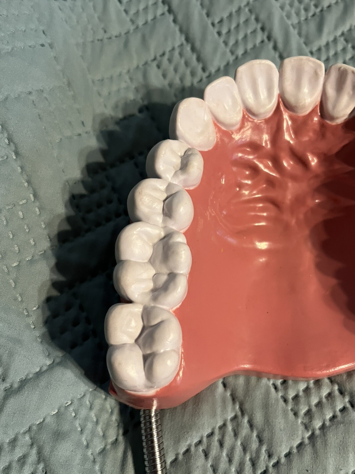 Giant teeth model for hygenist teaching how to brush.