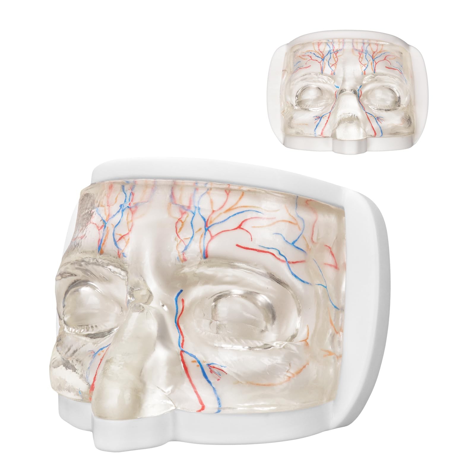 Eye Anatomy Training Model with Transparent TPE and Simulated Blood Vessels, …
