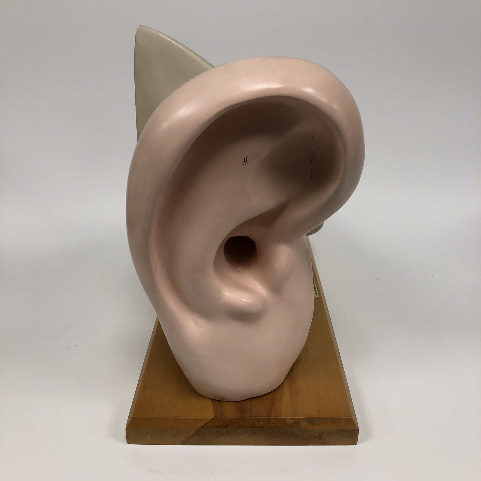 Denoyer Geppert Large Ear Anatomical Teaching Model 3-Part