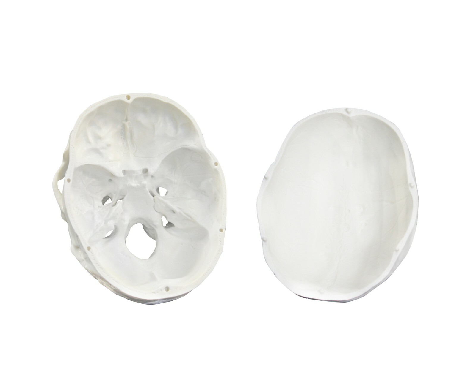 Vision Scientific VAL207-A Life-Size Human Skull | 3 Parts | Medical Grade