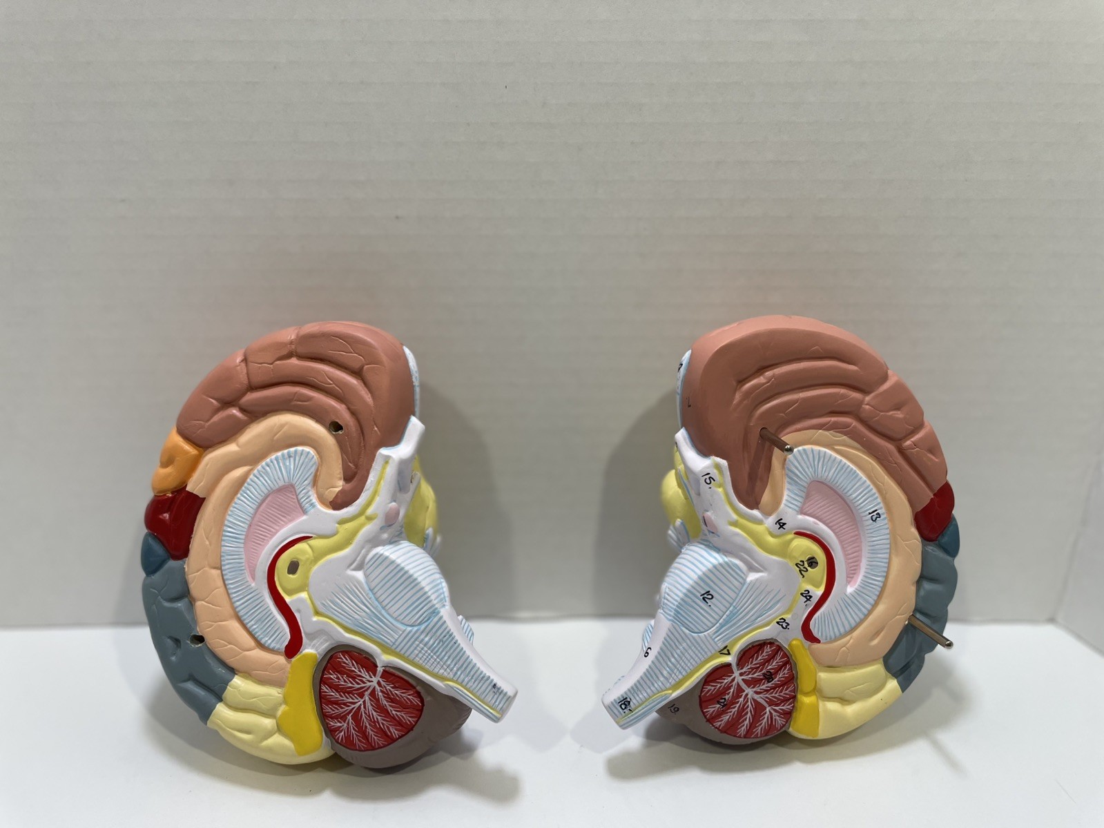 Human Brain Anatomical Model Life-Size, Color-Coded Partitioned Brain
