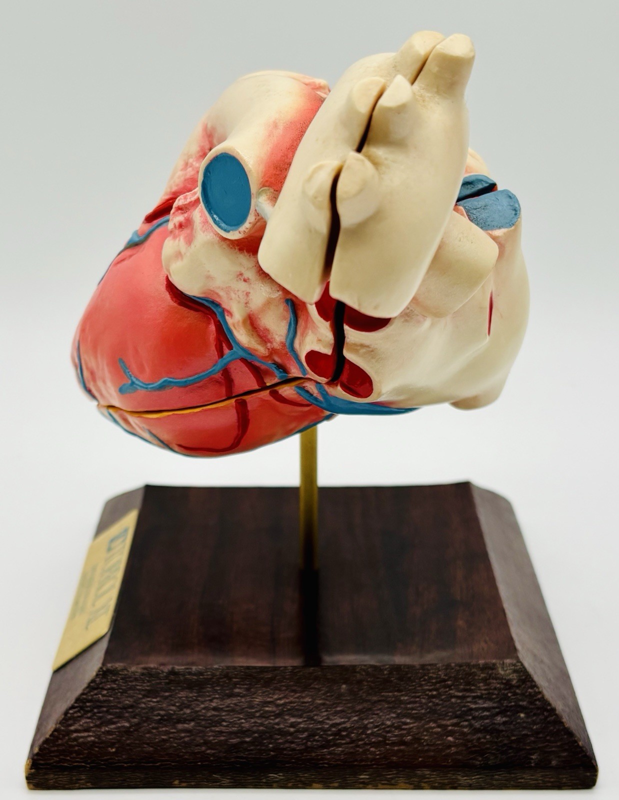 3D Heart Anatomy Model By TOPROX XL