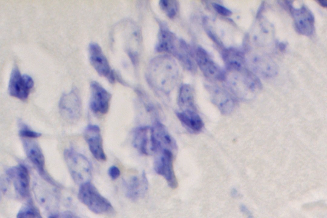 VitroView™ Nissl Stain Kit (Cat# VB-3010)