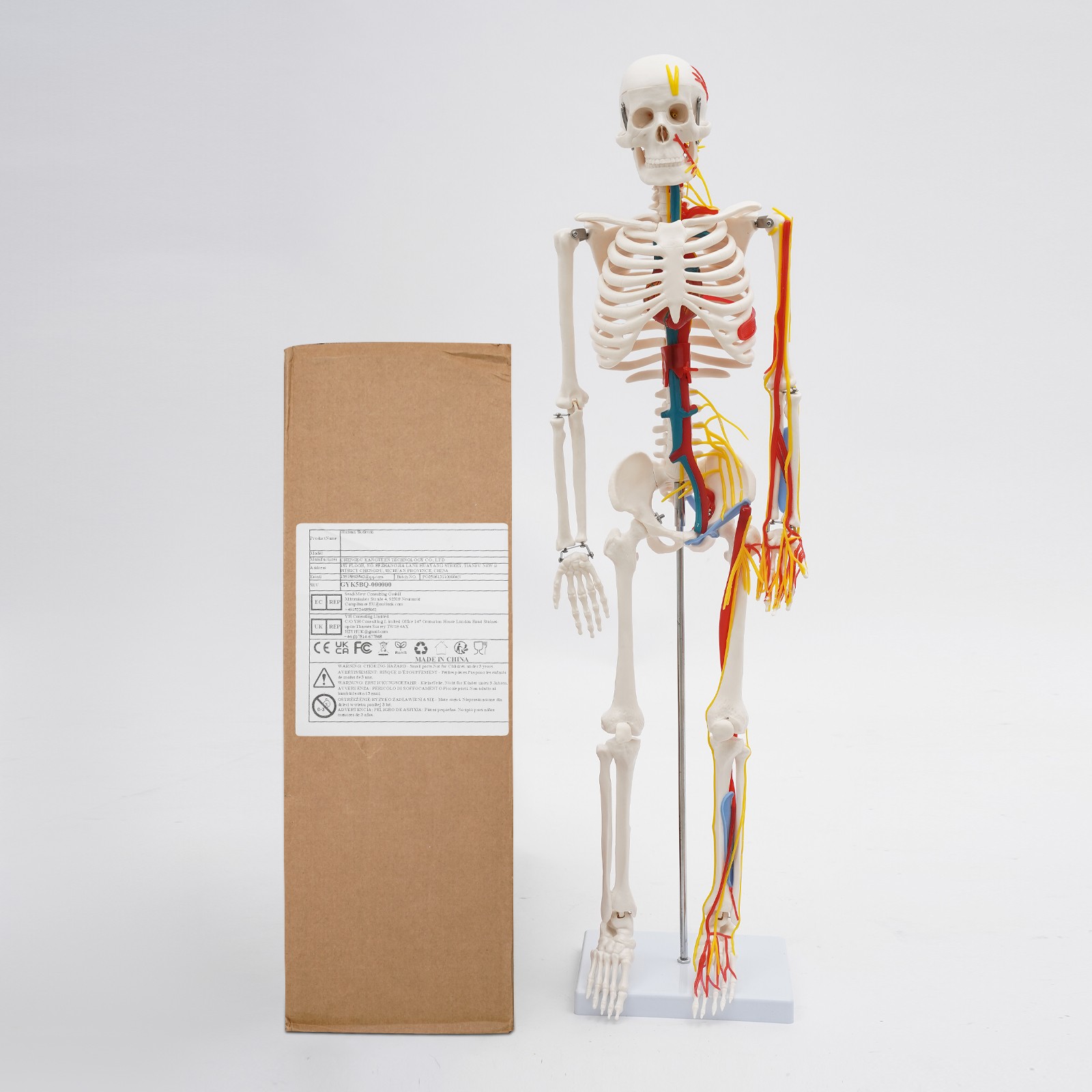Anatomical Skeleton Model 33.46″, Detachable with Blood Vessels & Base
