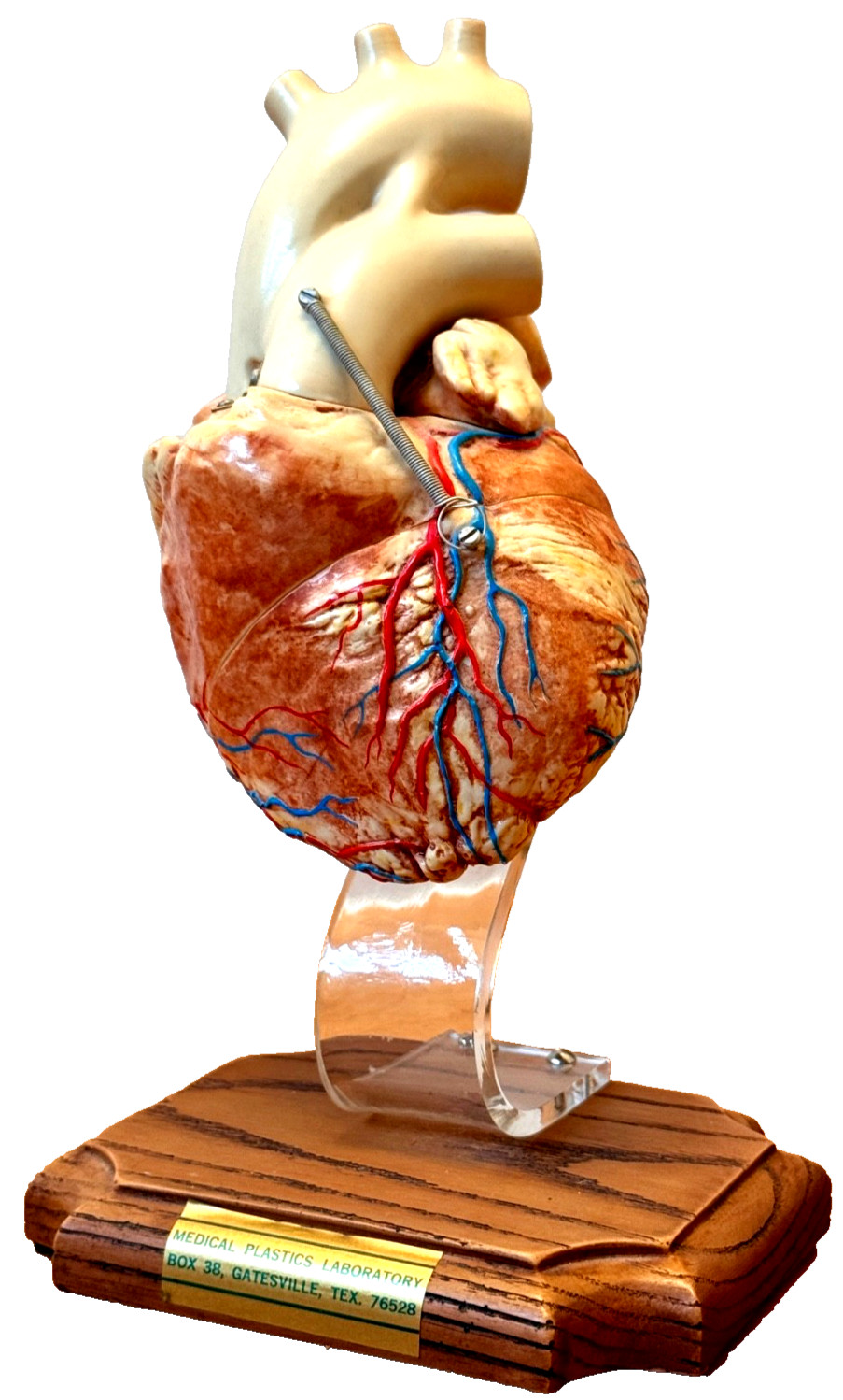 1970s Medical Plastics Laboratory Hinged Human Heart Model Sculpture Vtg Anatomy