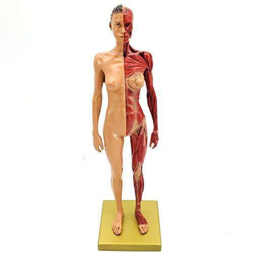 30cm Height Human Anatomical Anatomy Skull Head Body Model Female for Teaching