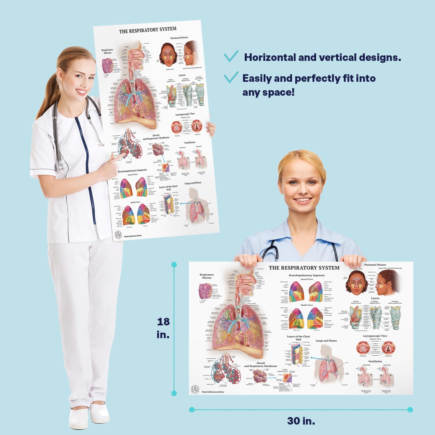 17 Human Anatomy Posters for Classroom & Office – 18×30 Medical Charts