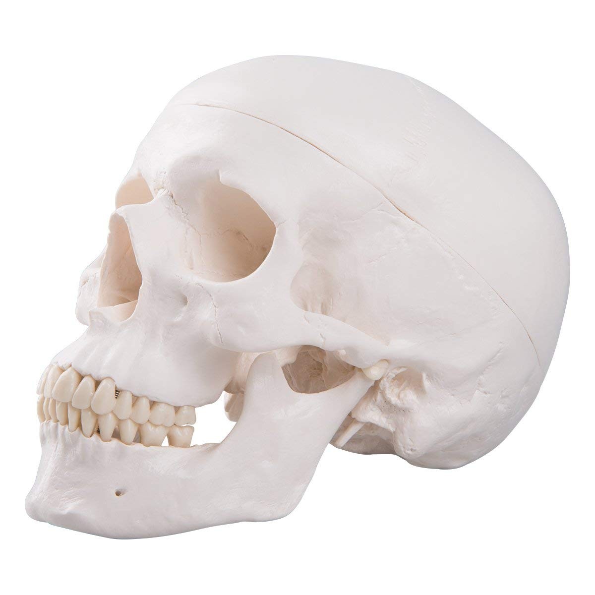Human Skull Anatomical Model, Life Size Replica Adult Human Anatomy Head Model