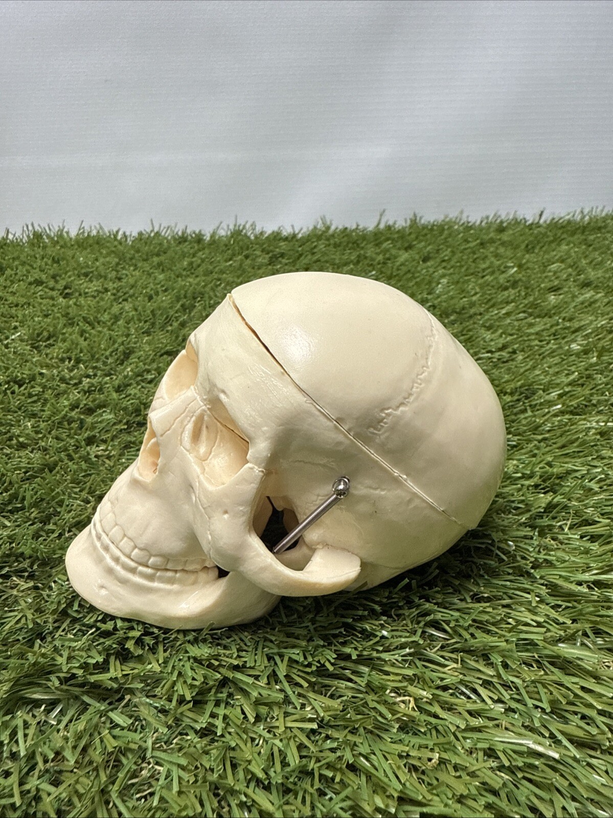 Mini Human Skull with Brain, 11 Piece Anatomical Model, Medical Student Teacher