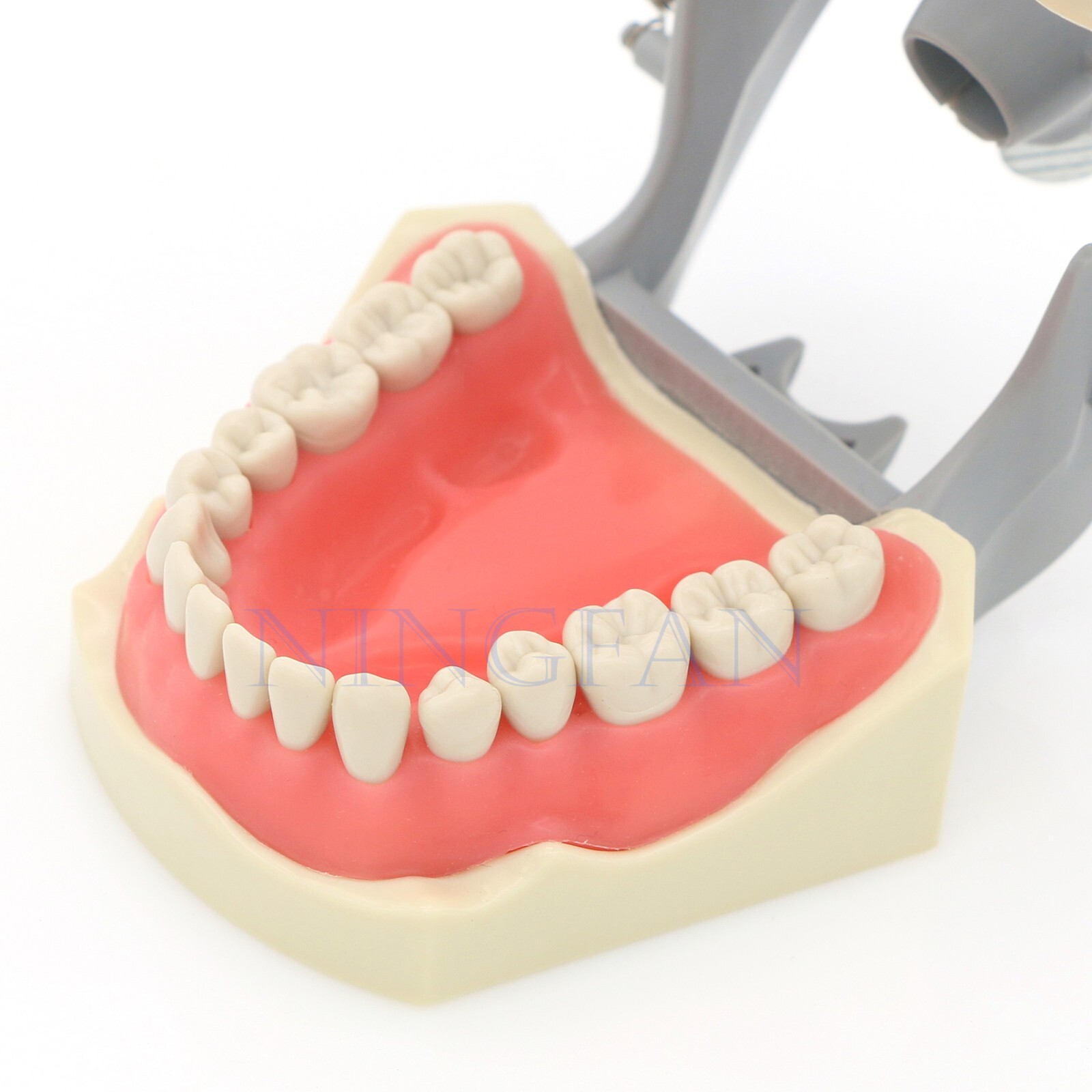 US Dental Typodont Model With Mounting Pole Fit Kilgore Nissin 200 Columbia Type