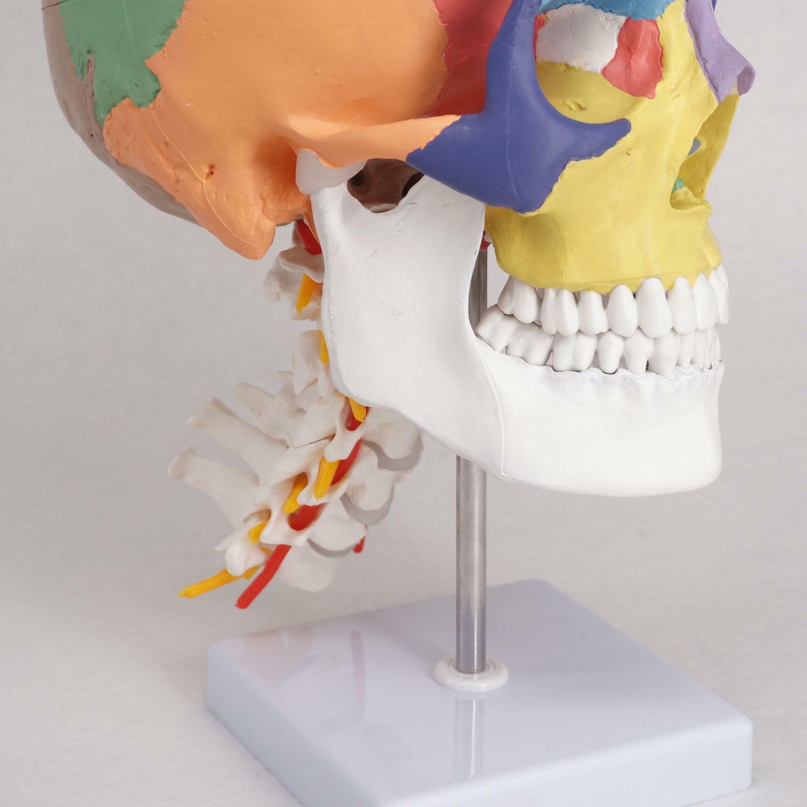 Human Anatomy Skeleton Anatomical Model with Colored Bones Cervical Vertebra US