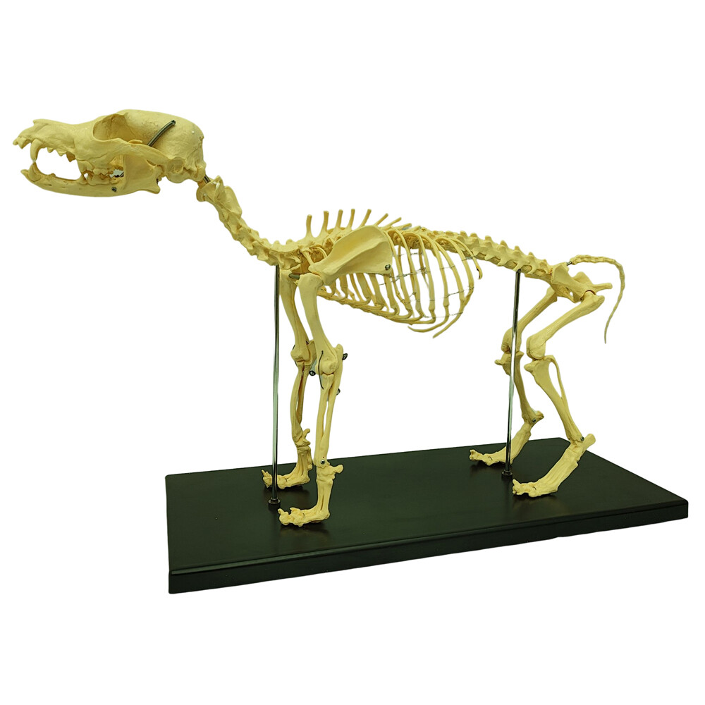 Canine Skeleton Model PVC Dog Model Bones Standard Size Education Display Model