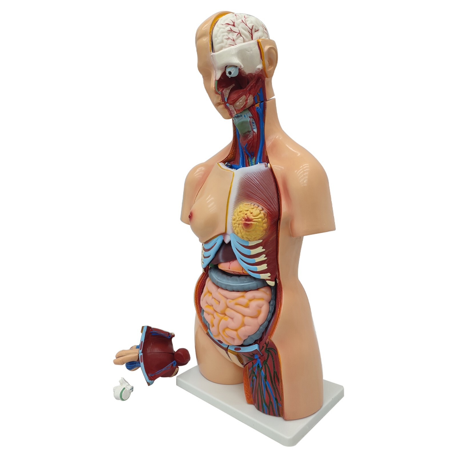 85cm Bisexual Trunk Model 25pcs Organ Detachable Anatomical Model of Human Torso