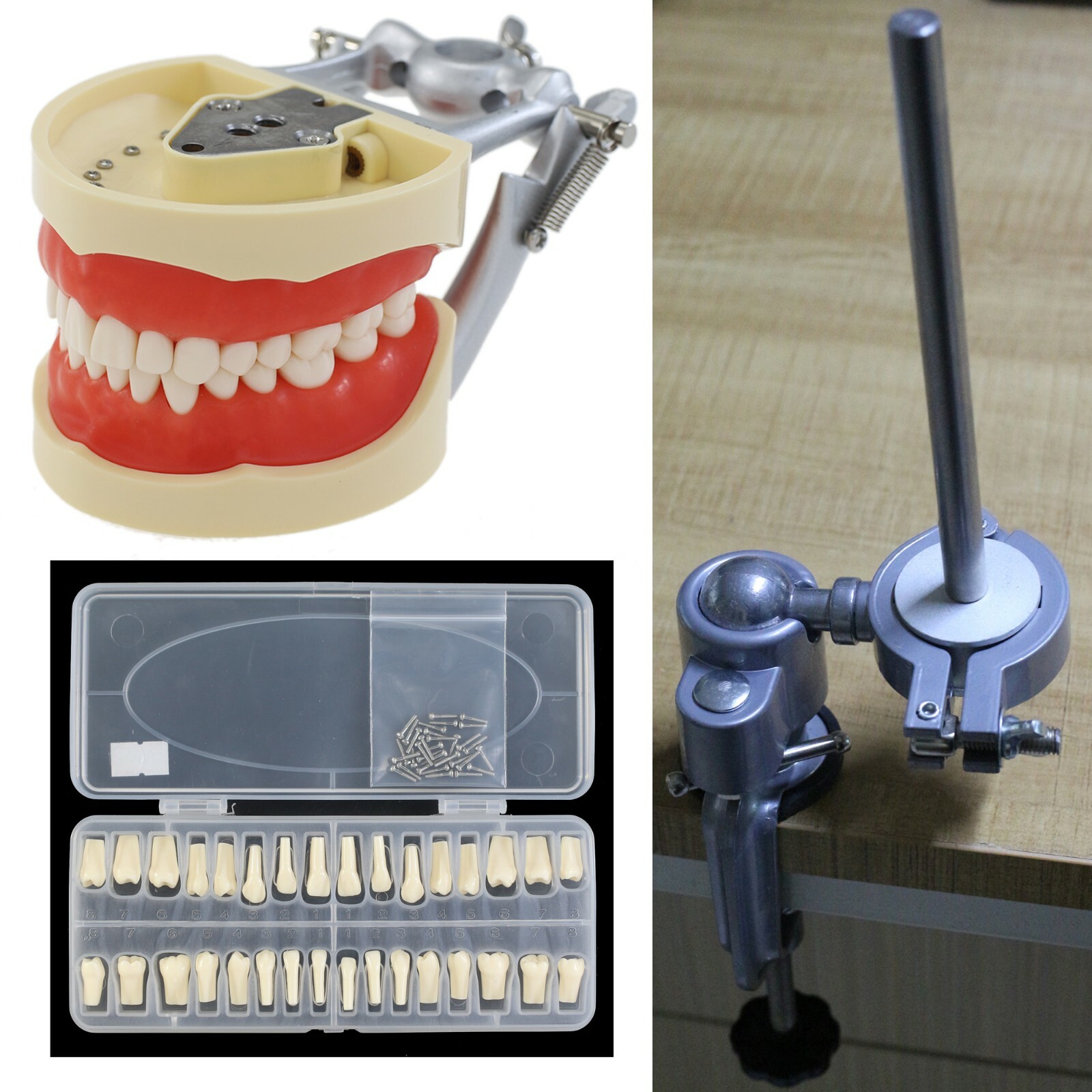 Kilgore Nissin 200 Dental Typodont Mounting Pole 32PCS Teeth Model Replacement