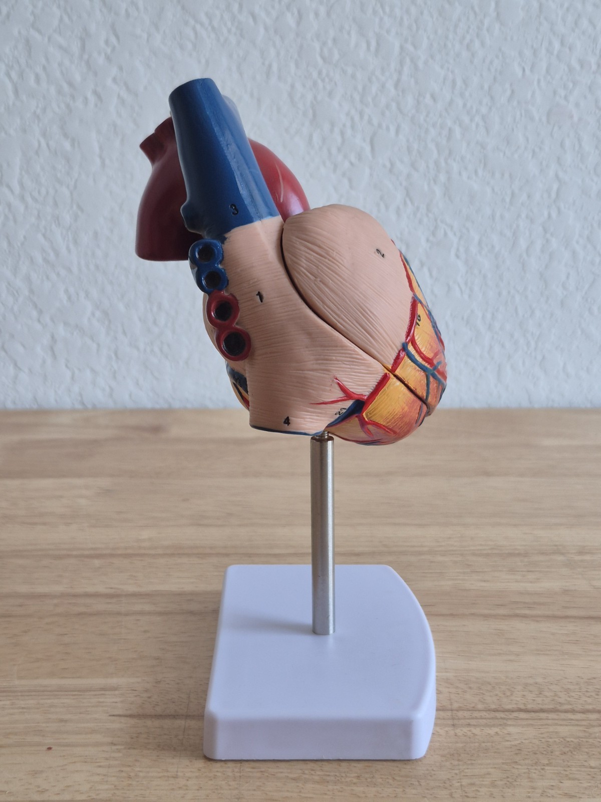 Human Heart Model, Anatomically Accurate Numbered 2-Part Life Size Heart Medical
