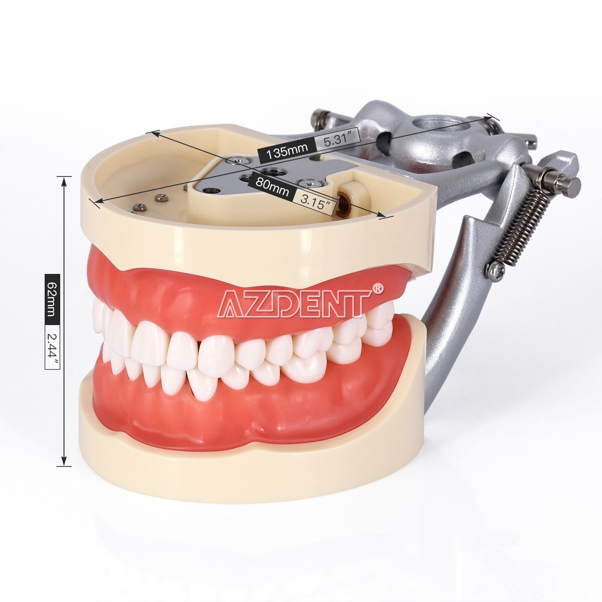 Kilgore NISSIN 200 Type Dental Typodont Model/Implant Denture Restoration Model