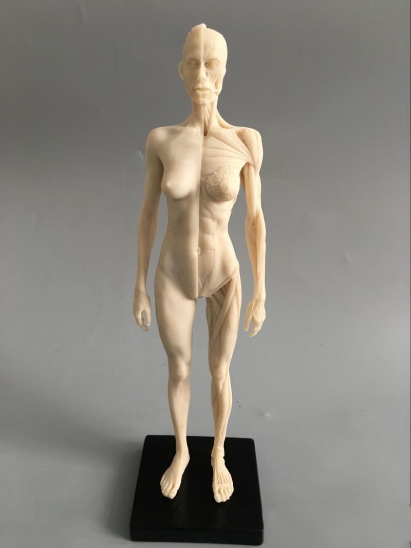 30cm Human Skeleton Anatomical Model Male＆Female Anatomy Skull Muscle Bone White