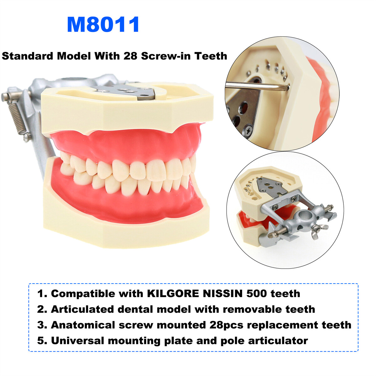 US Dental Teeth Model Ortho Implant Pathological Perio Practice Demo Study Model