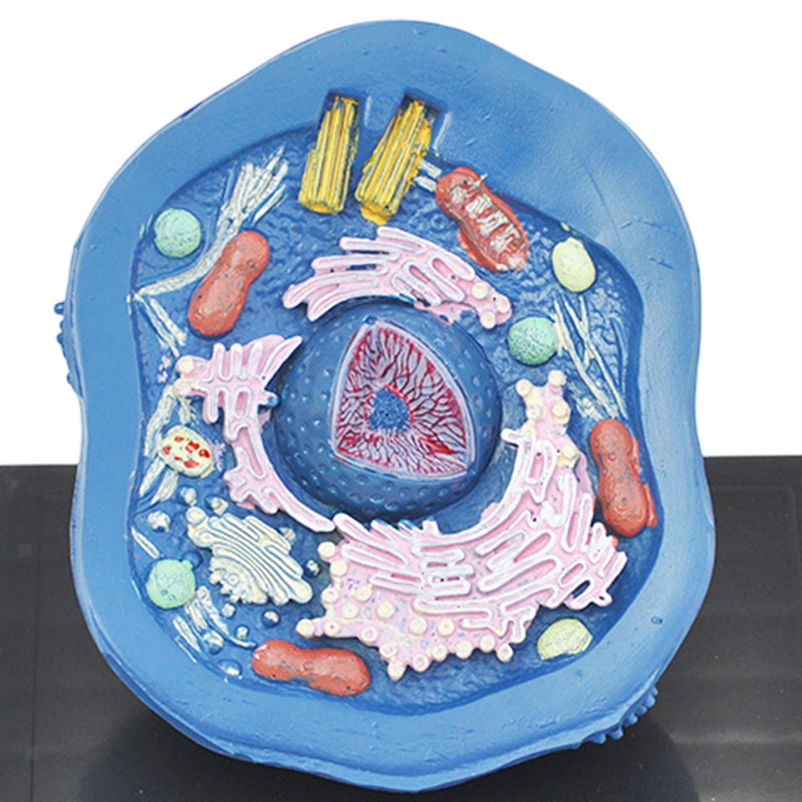 Animal Cell Anatomy Model Teaching Aids for Display Study Classroom Learning